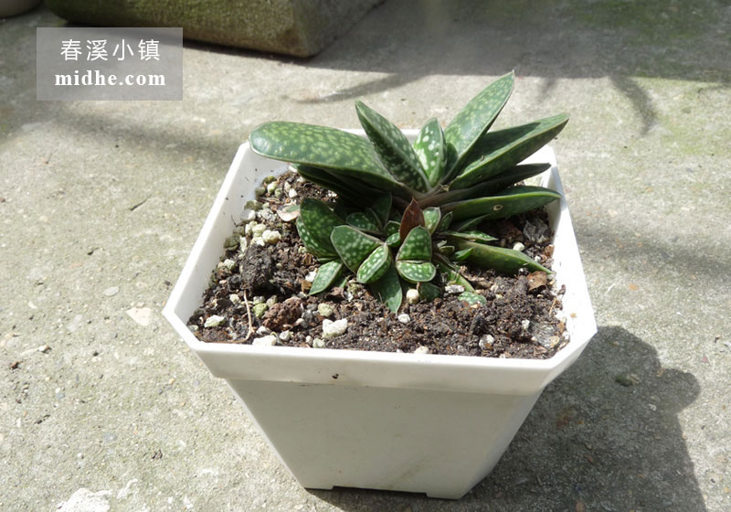 子宝(大方盆)-春溪小镇