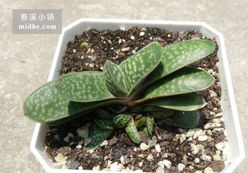 子宝(大方盆)-春溪小镇
