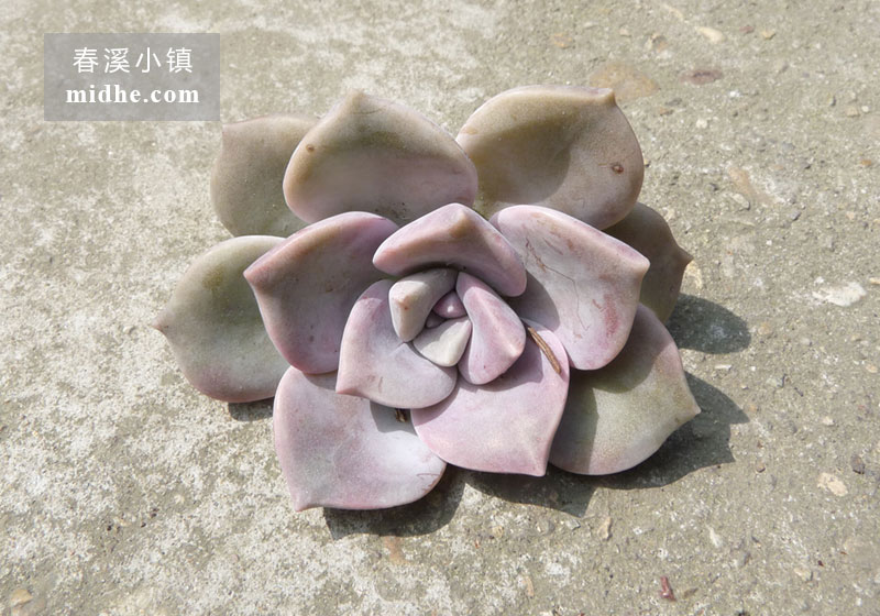 紫乐(砍头苗)-春溪小镇