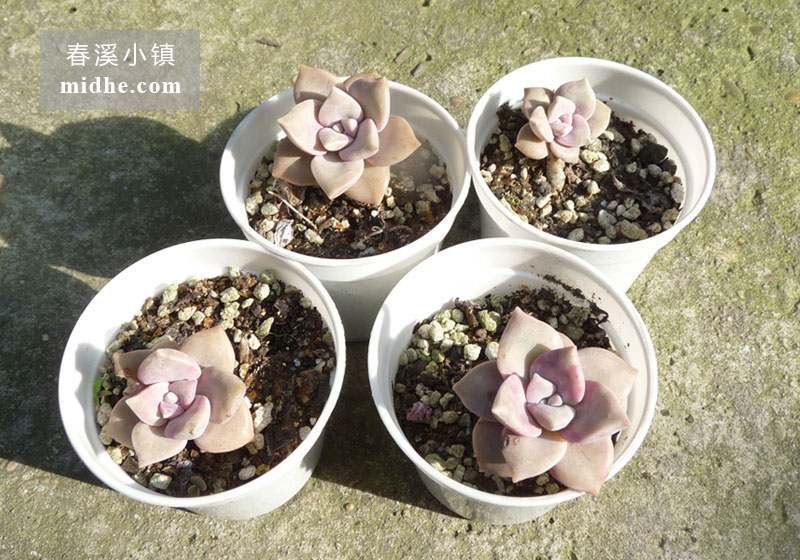 紫乐(小白盆)-春溪小镇