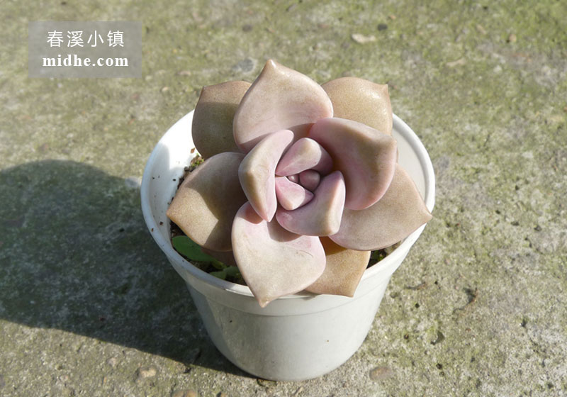 紫乐(小白盆)-春溪小镇