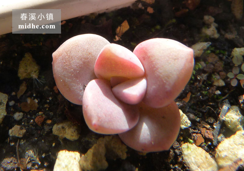 紫乐(苗)-春溪小镇