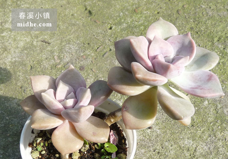 紫乐(小白盆/老桩/多头)-春溪小镇