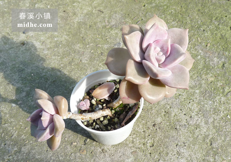 紫乐(小白盆/老桩/多头)-春溪小镇