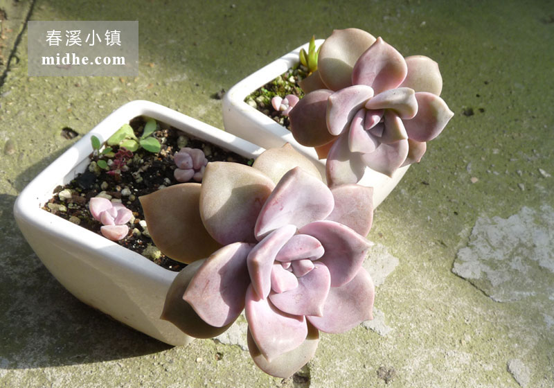 紫乐(陶瓷盆/老桩/多头)-春溪小镇