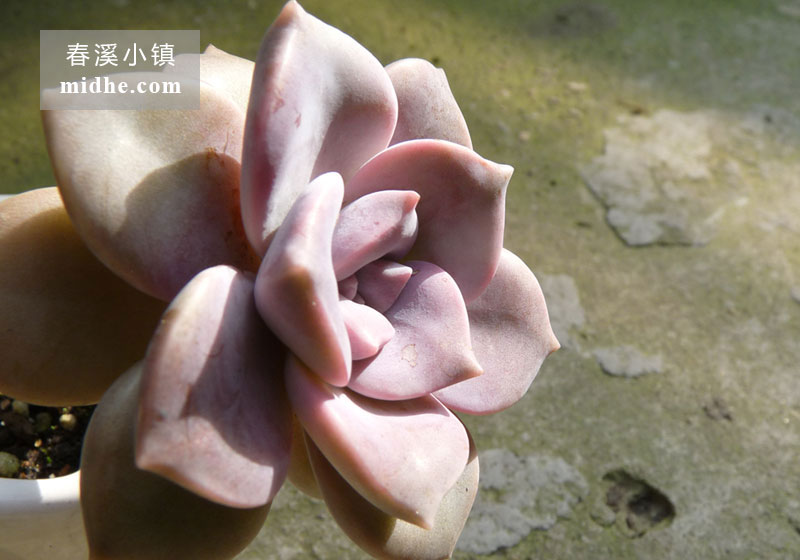 紫乐(陶瓷盆/老桩/多头)-春溪小镇