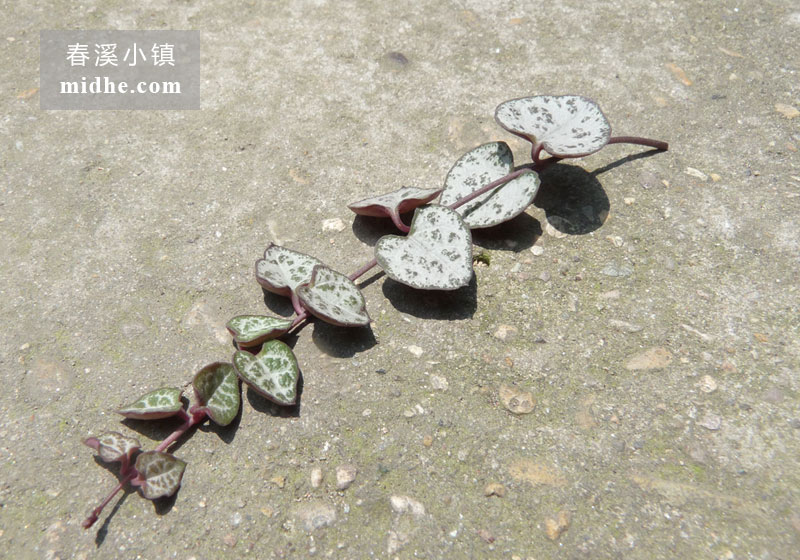 爱之蔓(苗)-春溪小镇