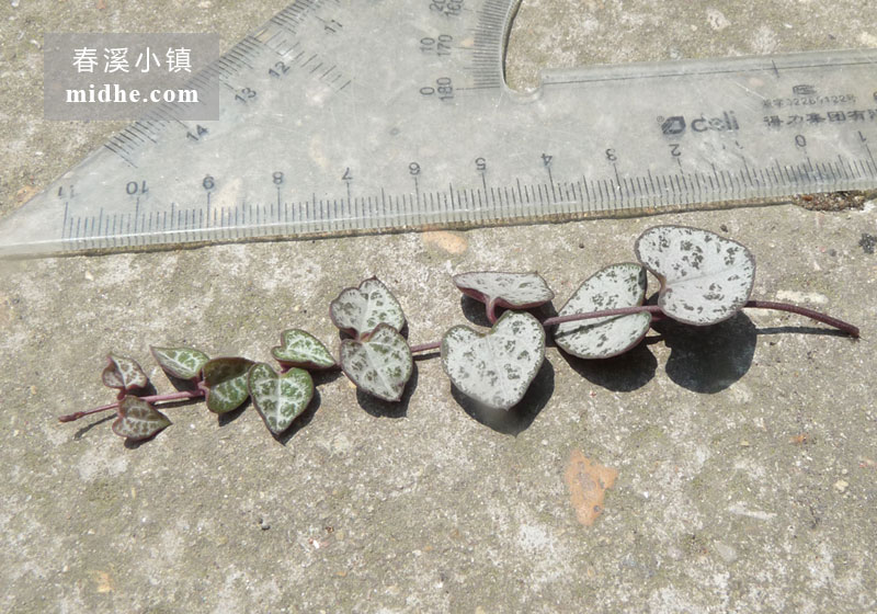 爱之蔓(苗)-春溪小镇