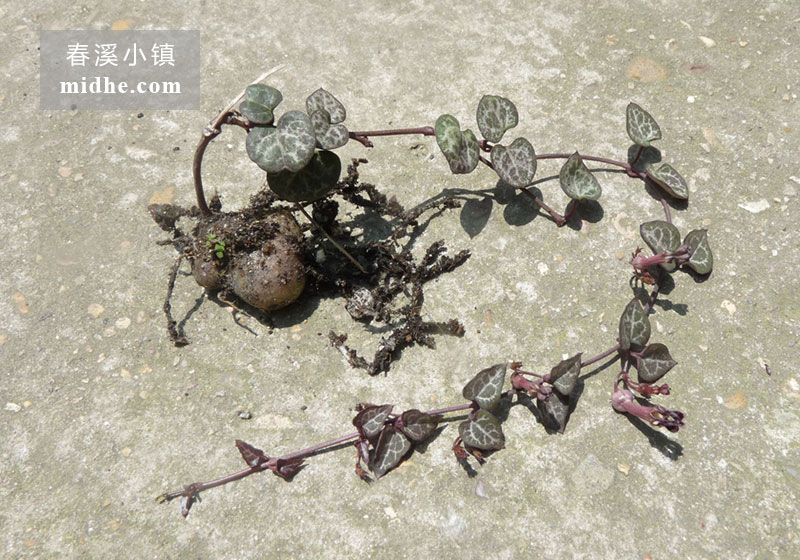 爱之蔓(单株)-春溪小镇