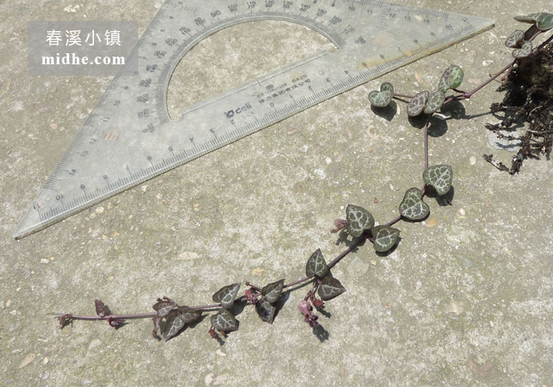 爱之蔓(单株)-春溪小镇