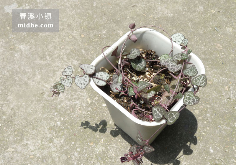 爱之蔓(小号万象盆)-春溪小镇