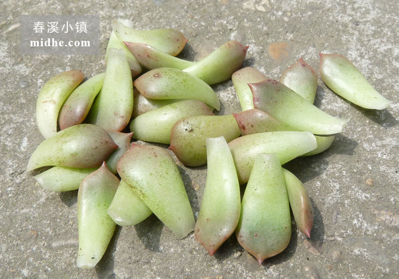 奥利维亚(叶)-春溪小镇