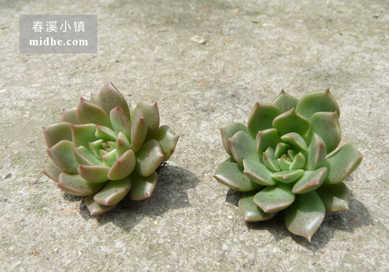 奥利维亚(砍头苗)-春溪小镇