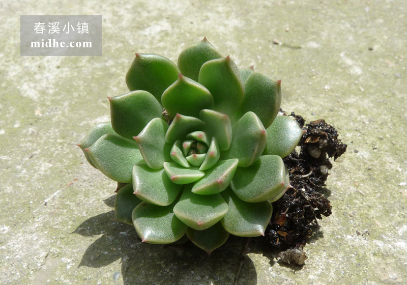 奥利维亚(单株)-春溪小镇