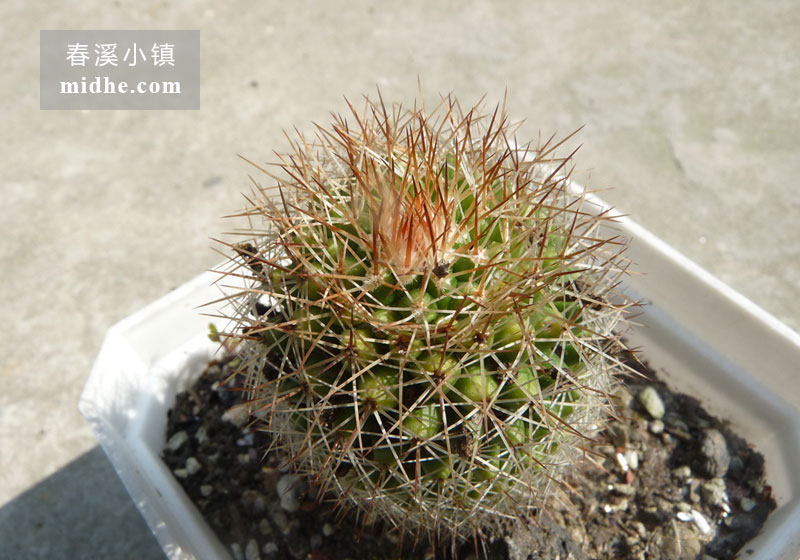 红花锦丸 (小方盆)-春溪小镇