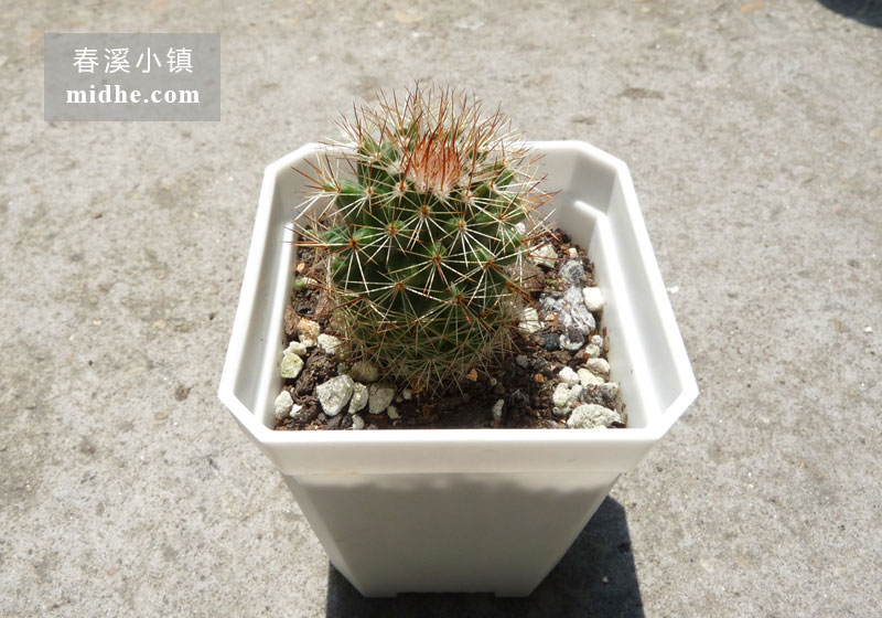 红花锦丸 (小方盆)-春溪小镇