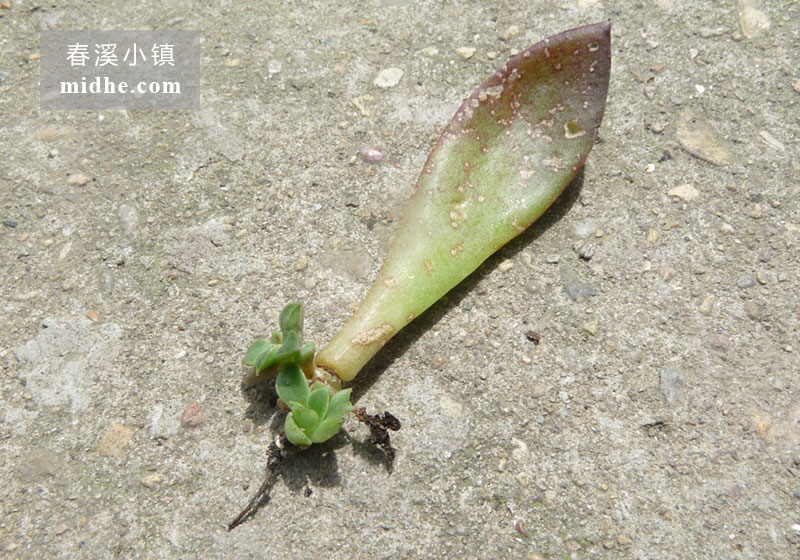 红颜/埃及塔玫瑰/阿吉塔玫瑰(苗)-春溪小镇