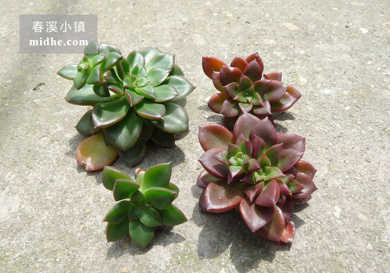 红颜/埃及塔玫瑰/阿吉塔玫瑰(砍头苗)-春溪小镇