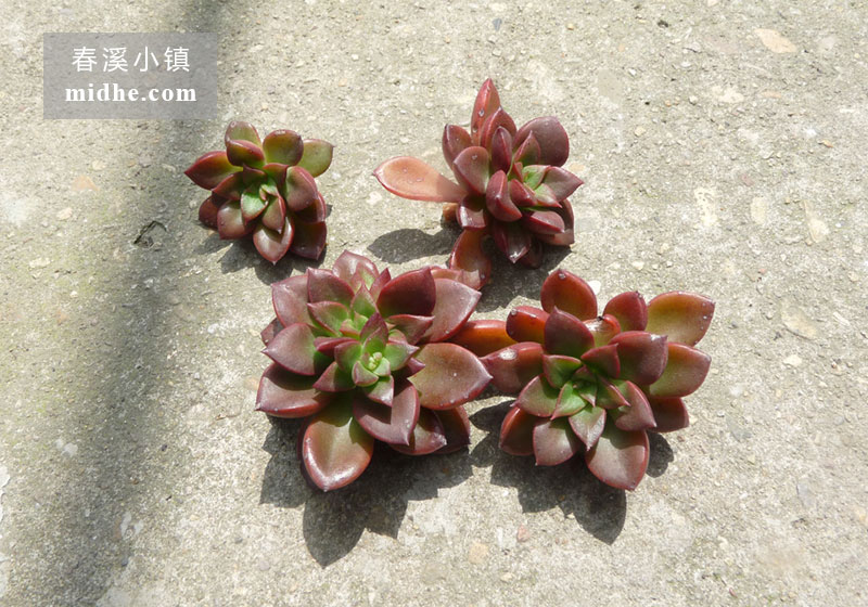 红颜/埃及塔玫瑰/阿吉塔玫瑰(砍头苗)-春溪小镇