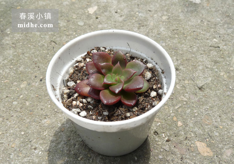 红颜/埃及塔玫瑰/阿吉塔玫瑰(小白盆)-春溪小镇