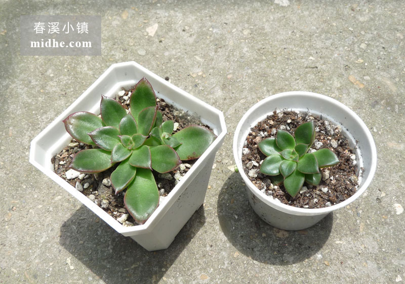 红颜/埃及塔玫瑰/阿吉塔玫瑰(小方盆)-春溪小镇