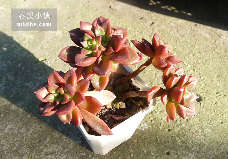 红颜/埃及塔玫瑰/阿吉塔玫瑰(小方盆/老桩/多头)-春溪小镇