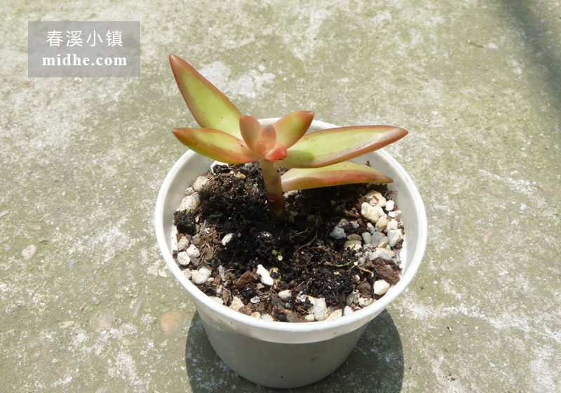 加州落日（小白盆）-春溪小镇
