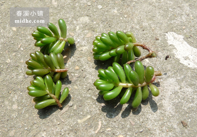 浆果(砍头苗)-春溪小镇