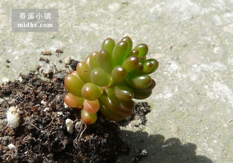 浆果(单株)-春溪小镇