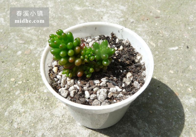浆果(小白盆)-春溪小镇