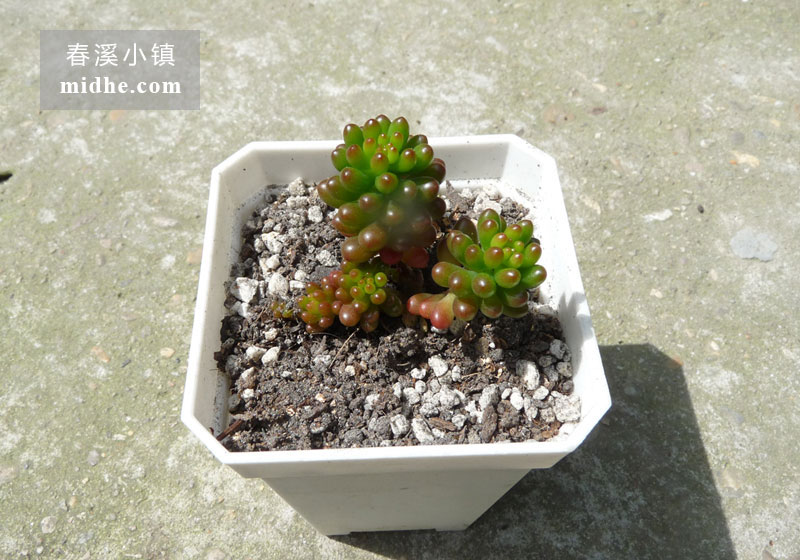 浆果(小方盆)-春溪小镇