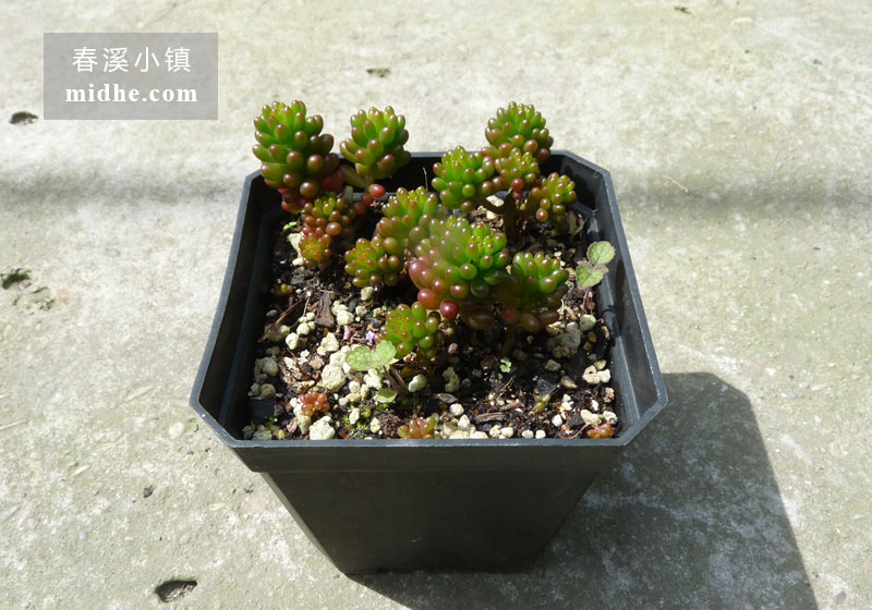 浆果(大方盆)-春溪小镇