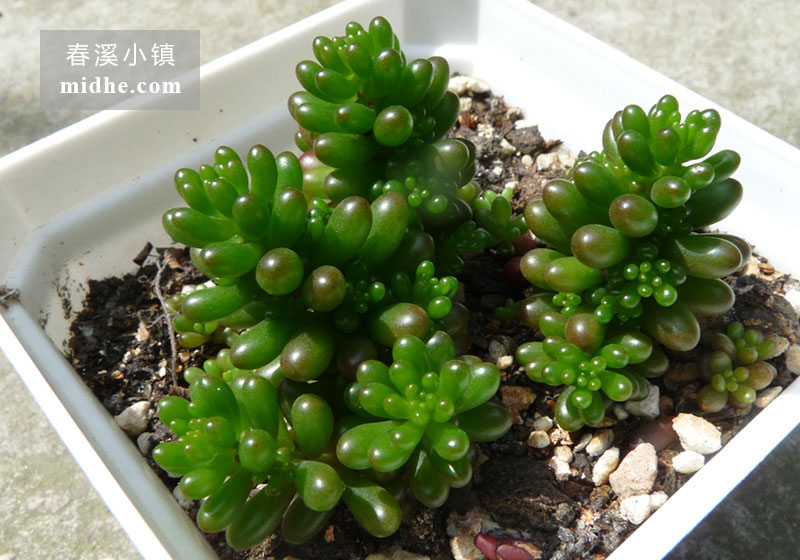 浆果(大方盆)-春溪小镇