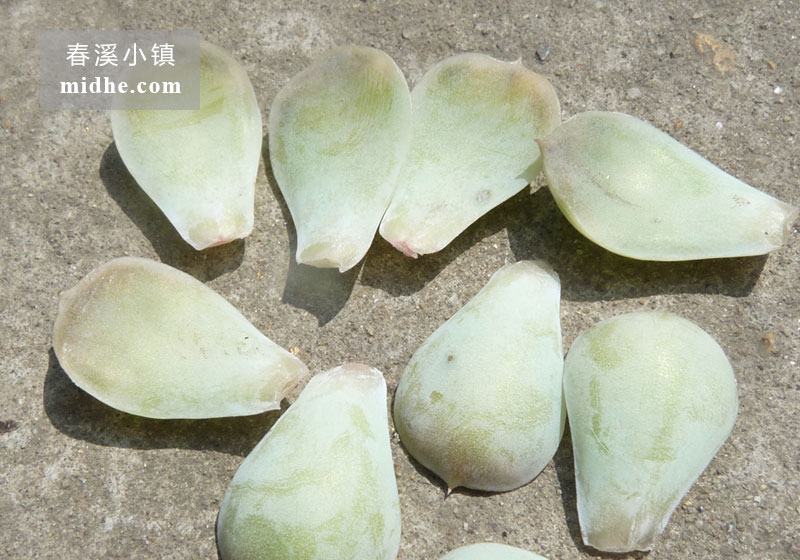 墨西哥雪球(叶)-春溪小镇