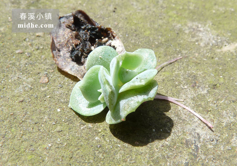 墨西哥雪球(苗)-春溪小镇