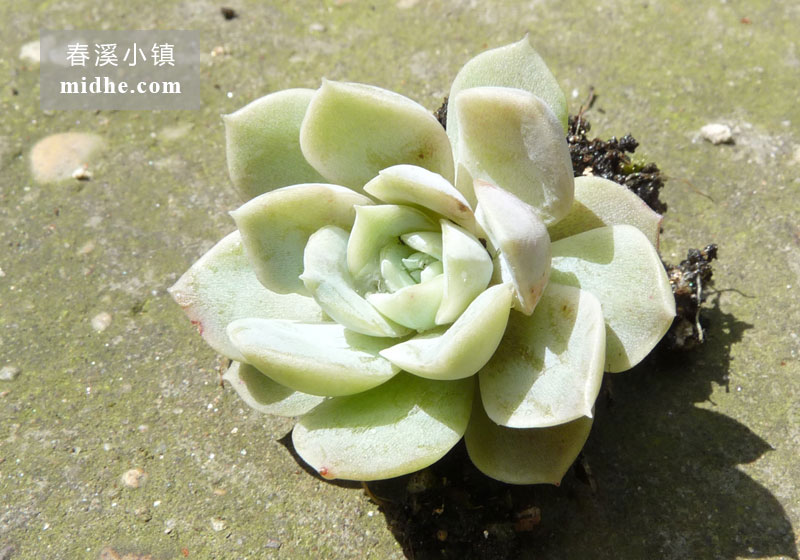 墨西哥雪球(单株)-春溪小镇