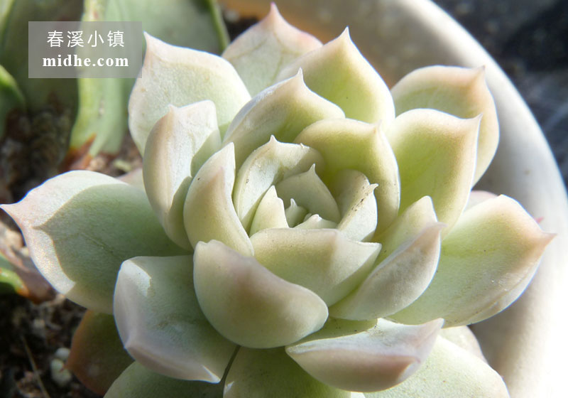 墨西哥雪球(小方盆)-春溪小镇