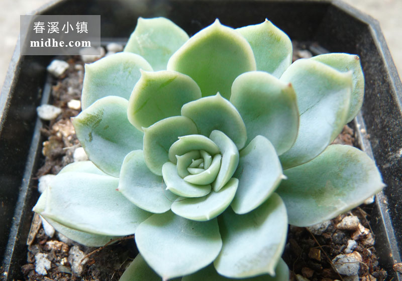 墨西哥雪球(小方盆)-春溪小镇