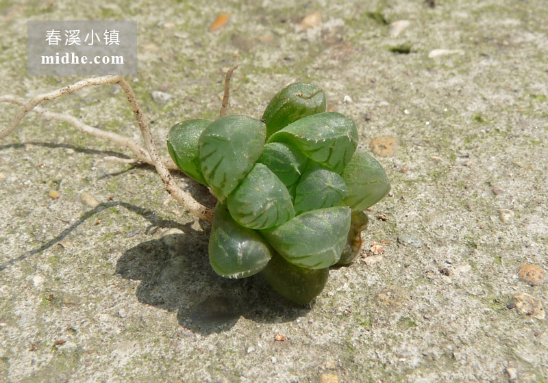 姬玉露(单株)-春溪小镇