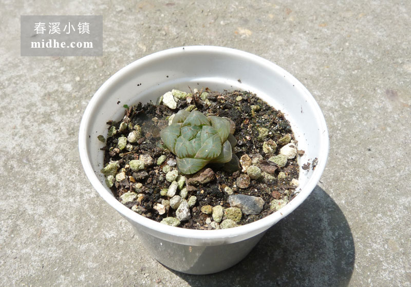 姬玉露(小白盆)-春溪小镇