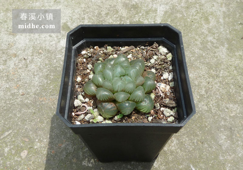 姬玉露(小方盆)-春溪小镇