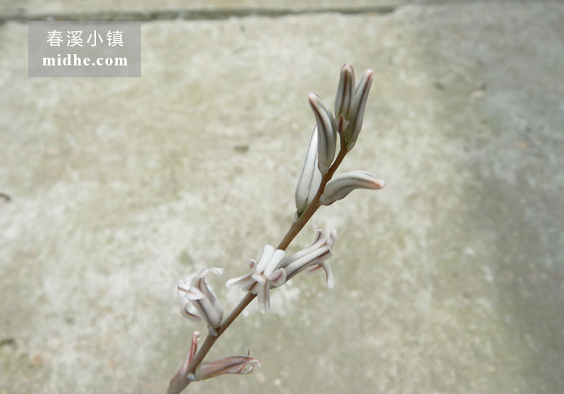 姬玉露(小方盆)-春溪小镇