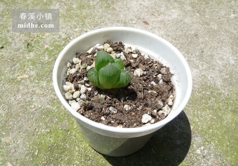 透窗玉露(小白盆)-春溪小镇