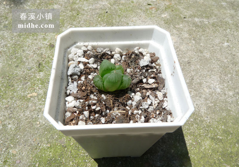 透窗玉露(小方盆)-春溪小镇