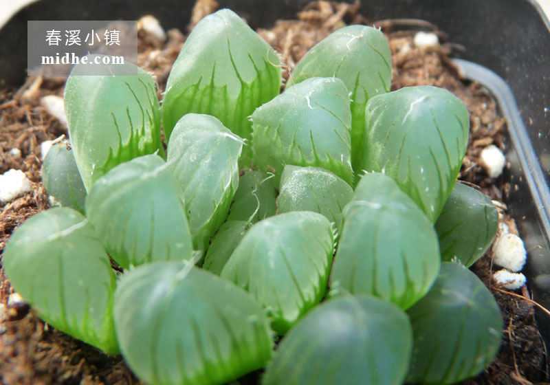 透窗玉露(小方盆)-春溪小镇