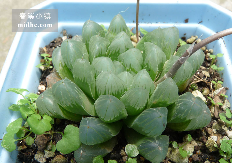透窗玉露(大方盆)-春溪小镇