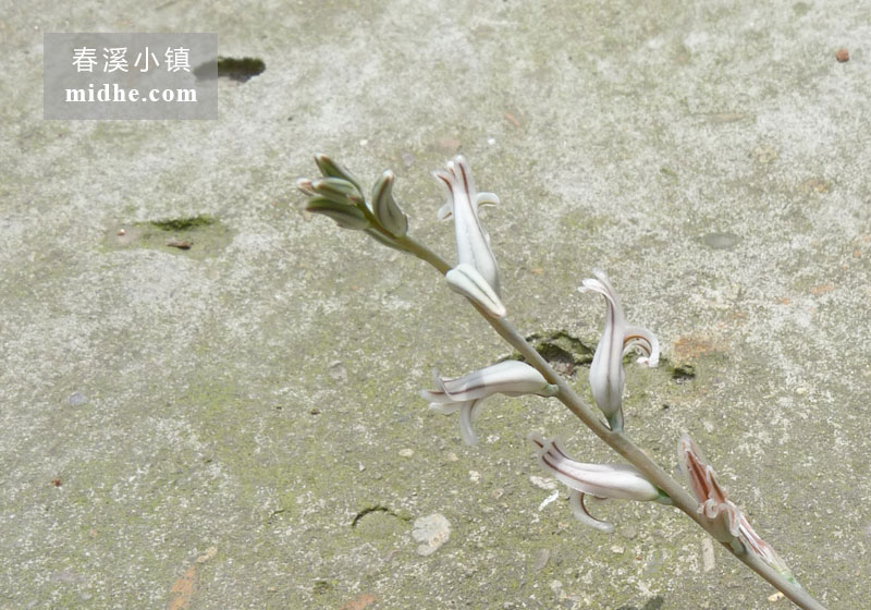 透窗玉露(大方盆)-春溪小镇