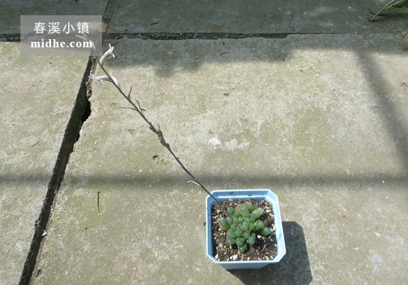 透窗玉露(大方盆)-春溪小镇