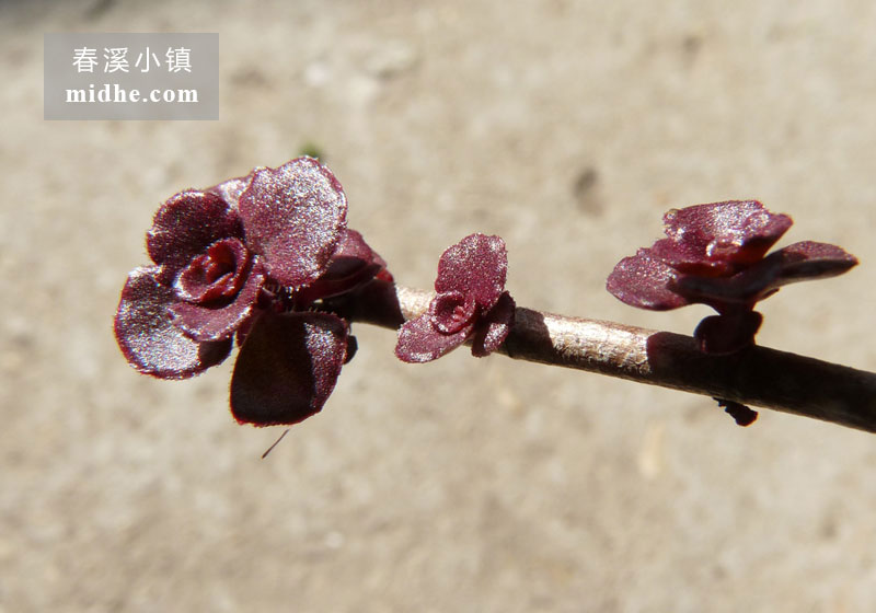 小球玫瑰(砍头苗)-春溪小镇