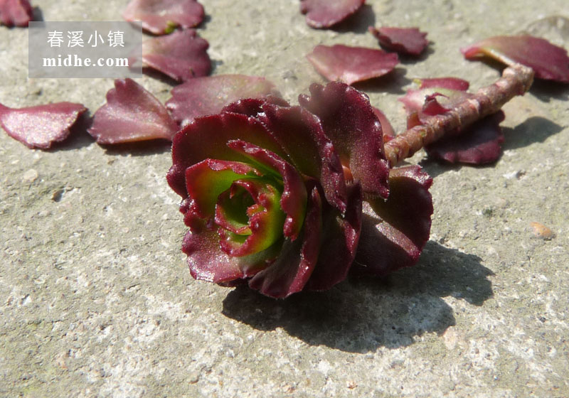 小球玫瑰(砍头苗)-春溪小镇